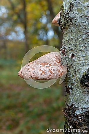 Bracket fungus growing on a tree in the forest Stock Photo