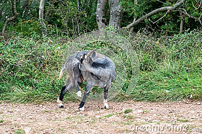 Wild British Primitive Feral Goat having a scratch Stock Photo