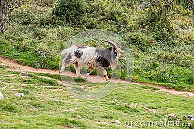 Wild British Primitive Feral Goat Stock Photo