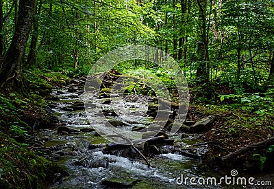 Wild brook in the dark forest Stock Photo