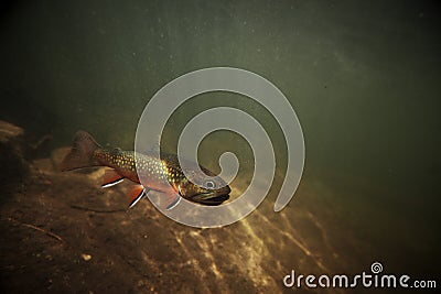 Wild Brook Trout Underwater Stock Photo