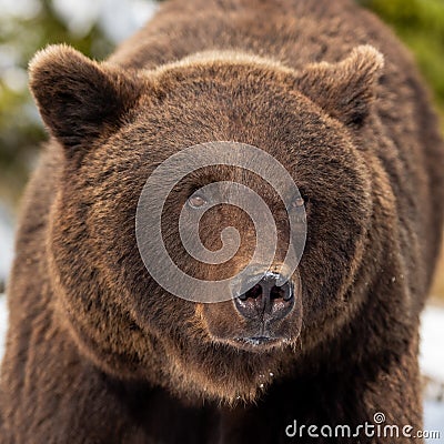 Wild brown bear portrait in winter forest Stock Photo