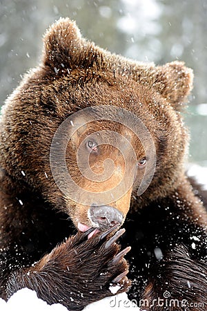 Wild brown bear Stock Photo