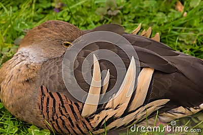 Wild brown duck sleeping resting on grass Stock Photo