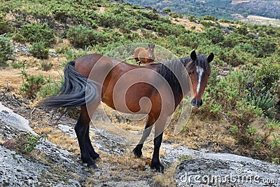 Wild brown horses free in mountains near Sistelo, Portugal Stock Photo