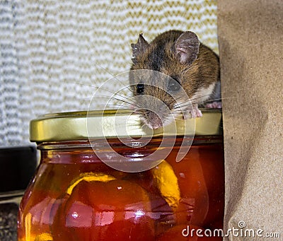 A wild brown house mouse on top of a jar of stuffed peppers in a kitchen cabinet. Stock Photo