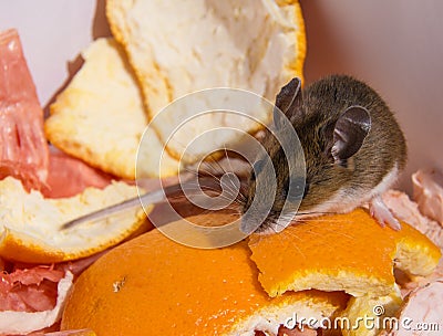 A wild brown house mouse, Mus musculus, standing on a pile of orange rinds. Stock Photo