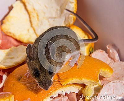 A wild brown house mouse perched on top of orange peels looking at you. Stock Photo