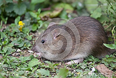 Wild Brown Rat Stock Photo