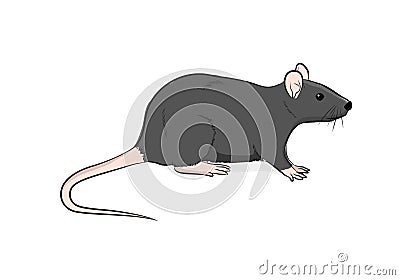 Wild Brown Rat Vector Illustration Vector Illustration