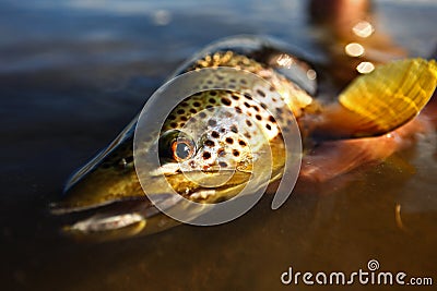 Wild Brown Trout Stock Photo