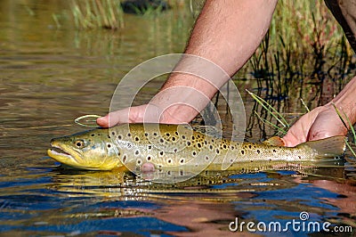 Wild brown trout caught and released on the Owyhee River, Oregon Stock Photo