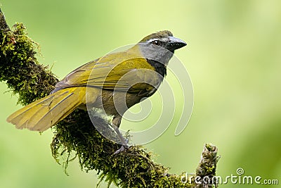 Buff-throated Saltator Stock Photo