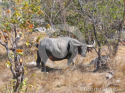 Wild Buffalo Stock Photo