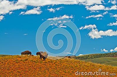 Wild Buffalo Stock Photo