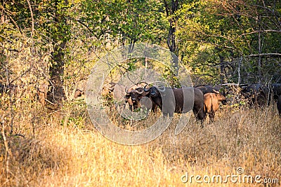 Wild buffalo Stock Photo
