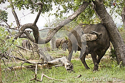 Wild buffalo in the bush, Kruger national park, SOUTH AFRICA Stock Photo