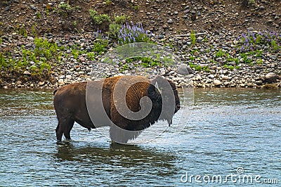 Wild Buffalo crossing a river Stock Photo