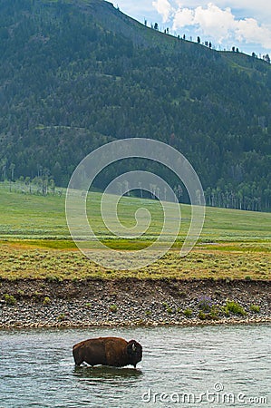 Wild Buffalo crossing a river Stock Photo