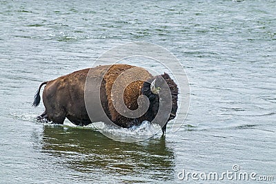 Wild Buffalo crossing a river Stock Photo