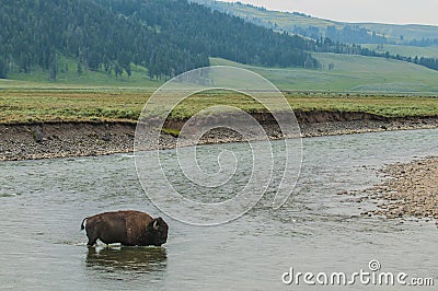 Wild Buffalo crossing a river Stock Photo