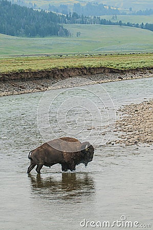 Wild Buffalo crossing a river Stock Photo