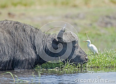 Wild buffalo in the Okavango delta Stock Photo