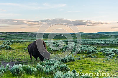 A Wild Buffalo in Yellowstone Stock Photo