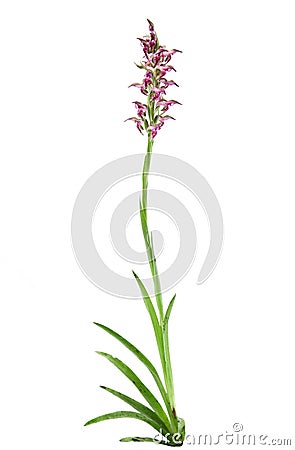Wild Bug orchid plant - Orchis coriophora Stock Photo