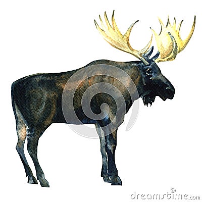 Wild Bull Moose, Eurasian Elk, Alces alces isolated, watercolor illustration Cartoon Illustration