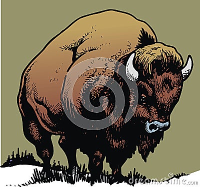 Wild bull Vector Illustration