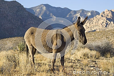 Wild Burro Stock Photo