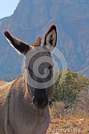 Wild Burro Stock Photo