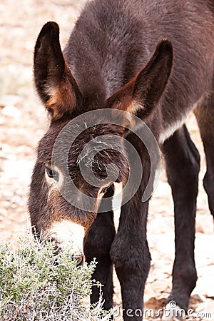 Wild Burro Donkey Foal Grazing Stock Photo