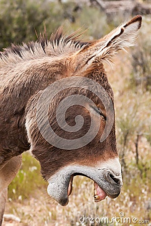 Wild Burro Donkey in Nevada Desert Stock Photo