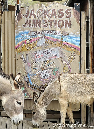 Wild Burros pose at a sign, Oatman, Arizona Editorial Stock Photo