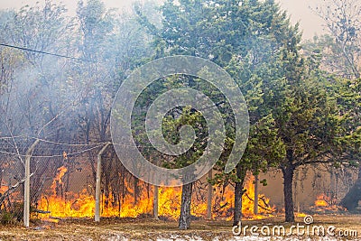 Wild Bush Fire Stock Photo