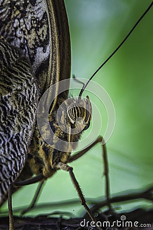 Wild Butterflies in Saint Martin Stock Photo