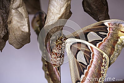 Wild Butterflies in Saint Martin Stock Photo