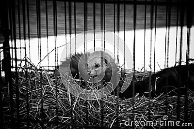 Caged Wild Ferret Stock Photo