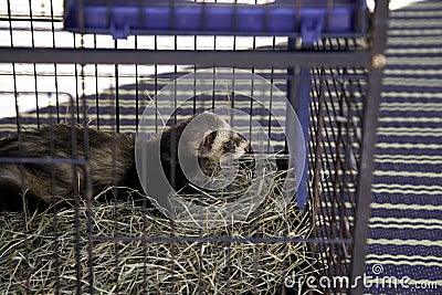 Caged Wild Ferret Stock Photo