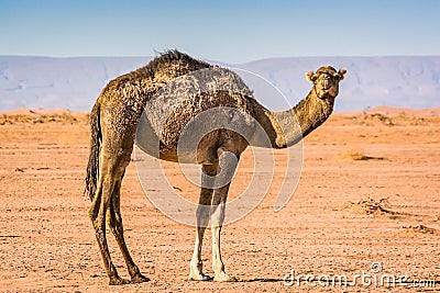 Wild camel in desert Sahara in Erg Chigaga, Morocco Stock Photo