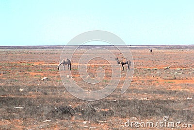 Wild camels in the empty desert at the Nullarbor Plain, Australia Stock Photo