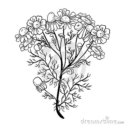 Wild camomile plant. Hand drawn sketch black and white vector illustration Vector Illustration