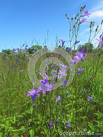 Wild Campanula flowers in the meadow 8662 Stock Photo