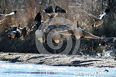 Wild Canadian geese Stock Photo