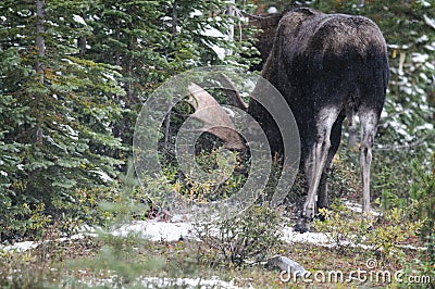 Wild Canadian Moose (Alces alces) Stock Photo