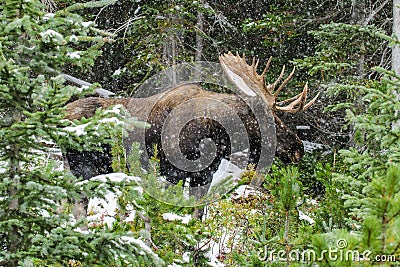 Wild Canadian Moose (Alces alces) Stock Photo