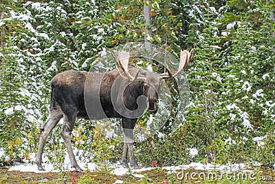 Wild Canadian Moose (Alces alces) Stock Photo