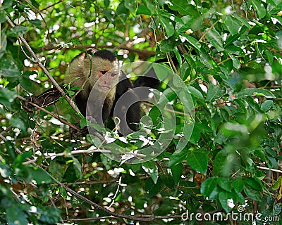 Wild capuchin monkey in Costa Rica Stock Photo